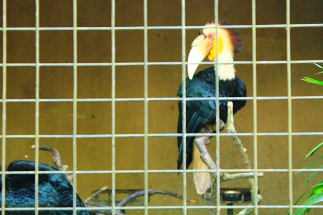 Парк птиц Бали