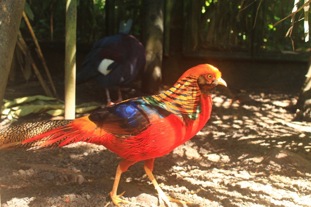 Бали парк птиц