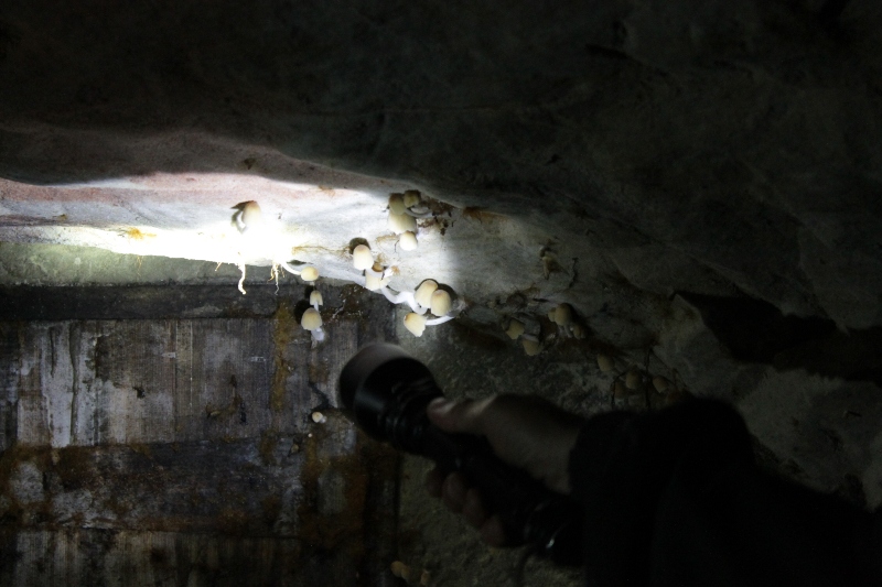 пещеры саблино 