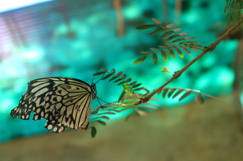 филиппины палаван пуэрто принцесс сад бабочек