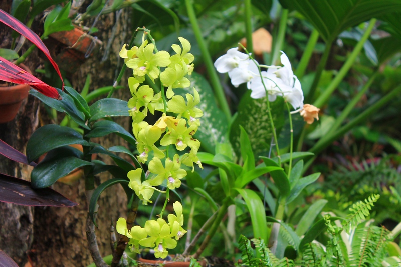 орхидея фото