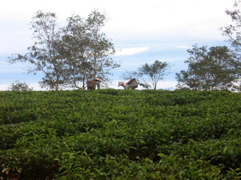 вьетнам кофейные плантации