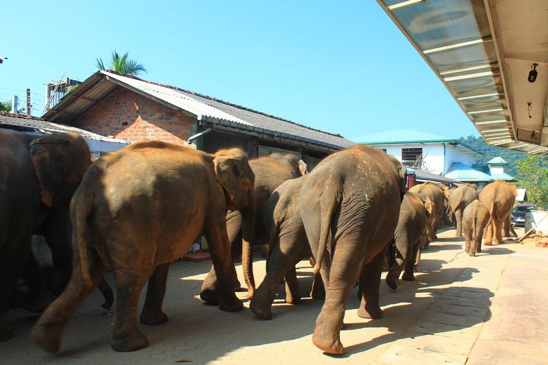 слоны на улице пиннавелы шри ланка