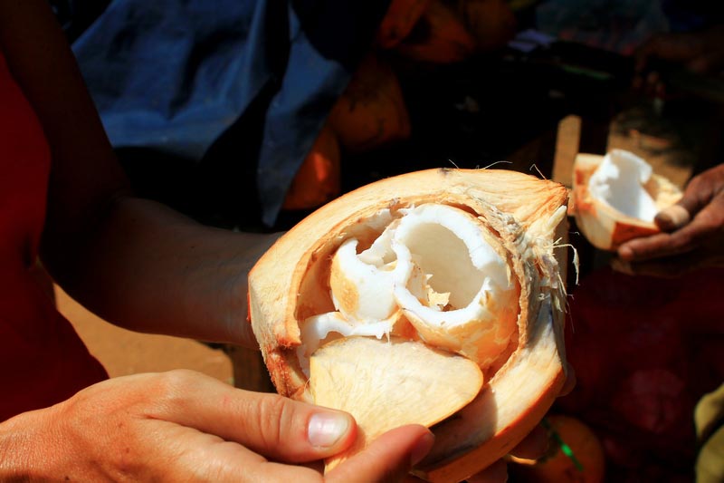 шри ланка питьевые кокосы