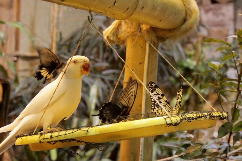 тропический сад птиц санкт - петербург