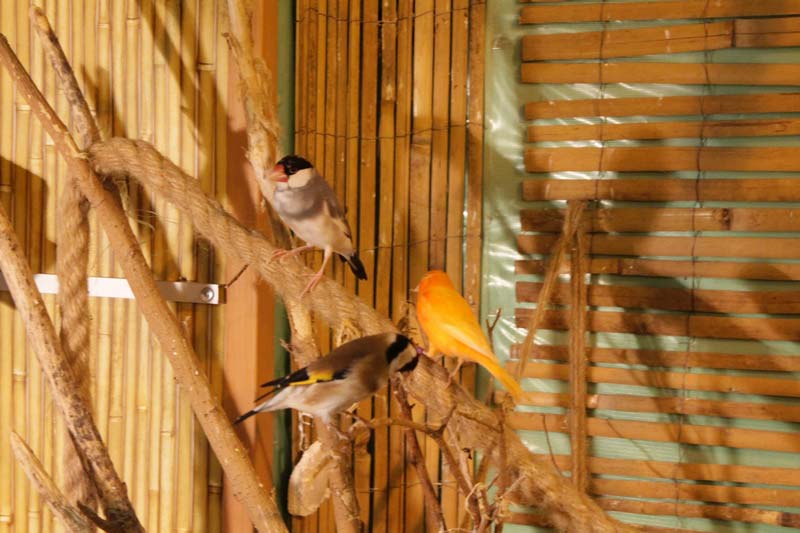  тропический сад птиц 27