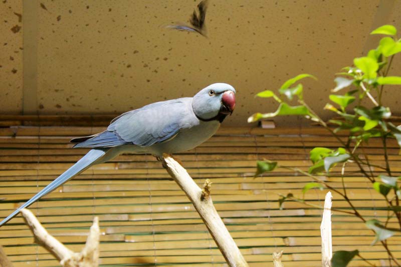 тропический сад птиц санкт - петербург 31 