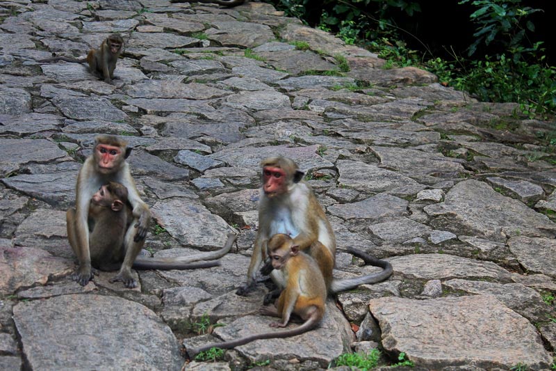 шри ланка золотой храм дамбулы обезьяны