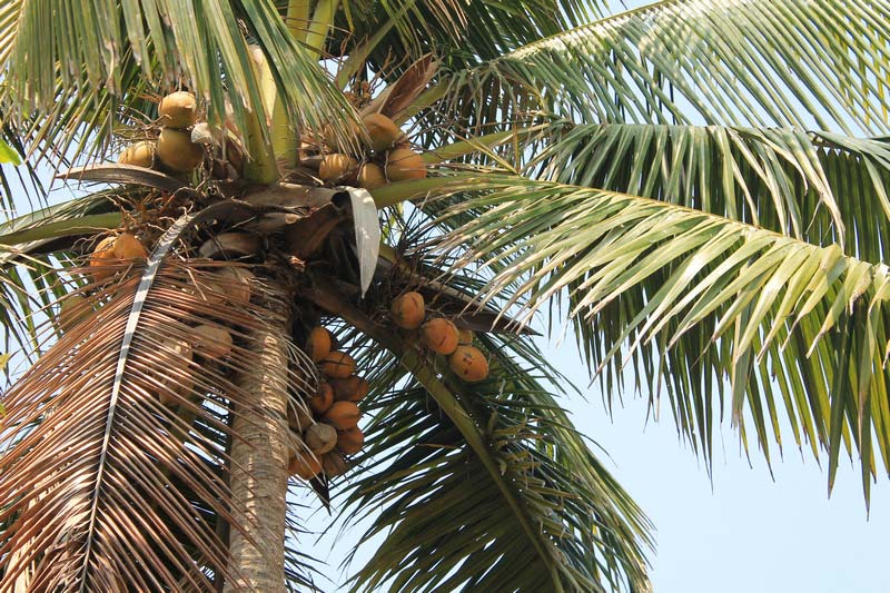 кокосовая-пальма-24