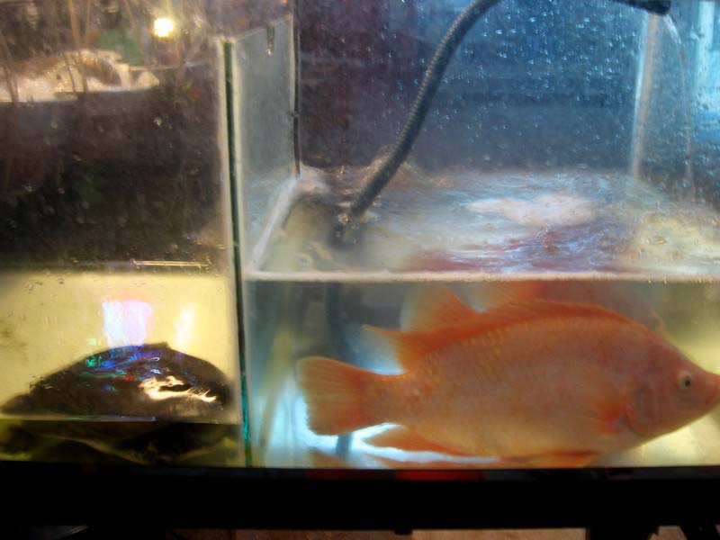 6 рыба в аквариуме для готовки