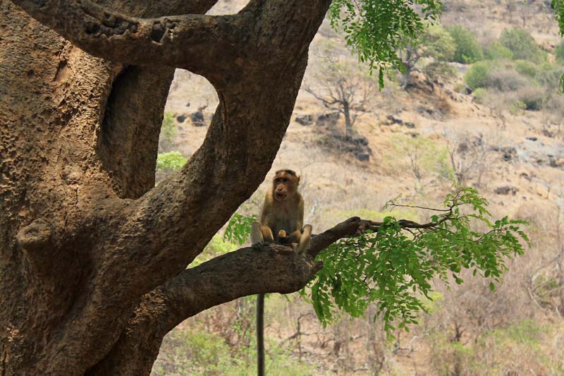33-обезьянка-на-дереве
