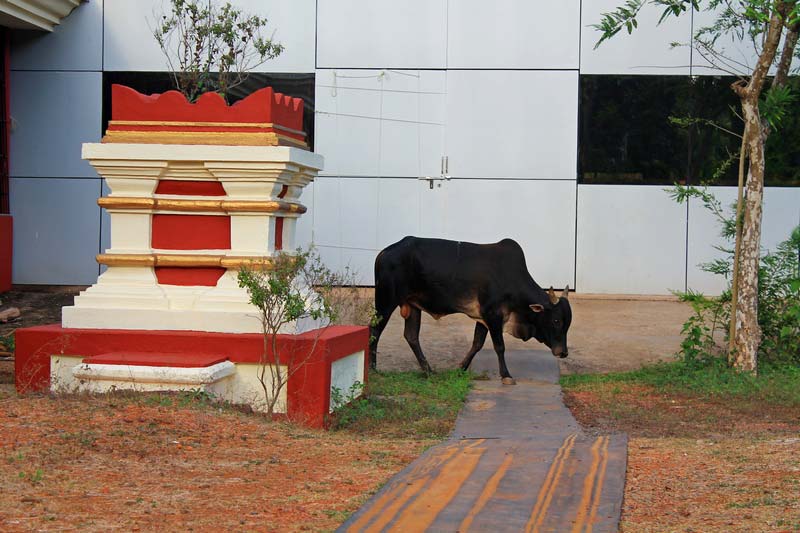 корова в индии