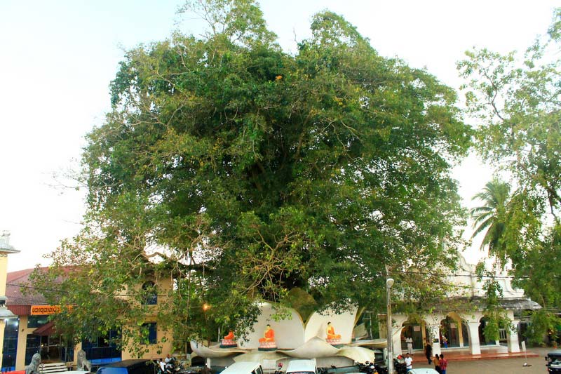 11-большое-дерево-бодхи-бендота