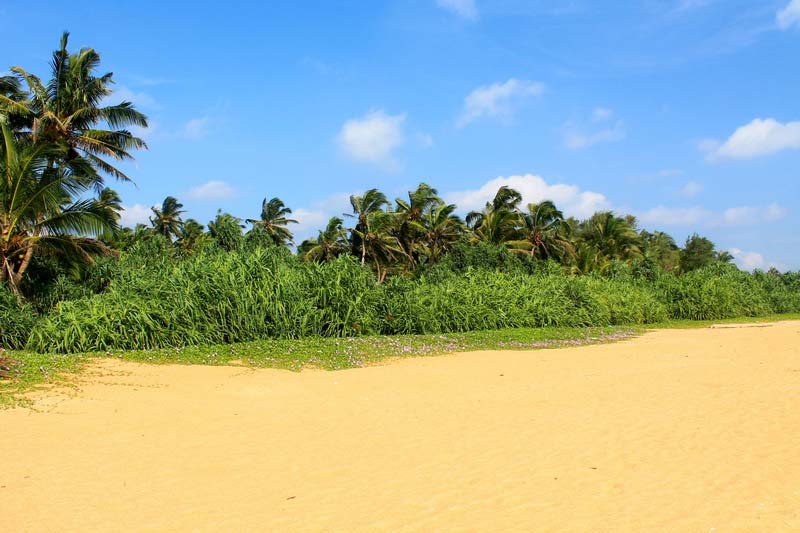 4-пальмы-додандува-пляж