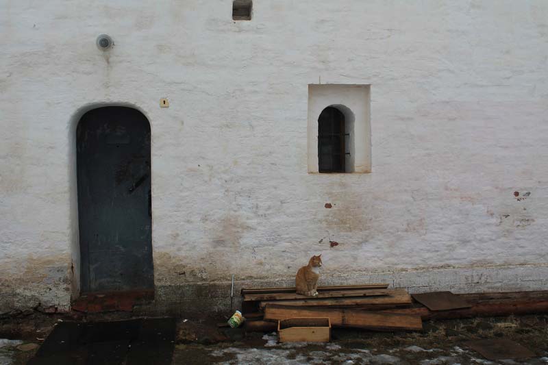 11 кошки тихвинского монастыря