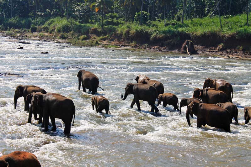 1-река-стадо-слонов-фото