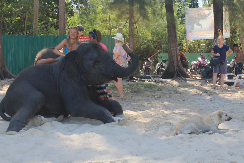 20-девушка-слон-собака-пляж