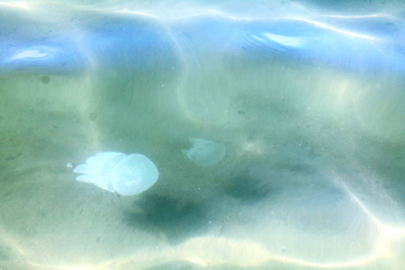 6-медуза-в-воде