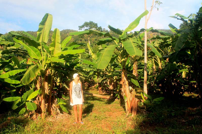 7а-банановые-плантации