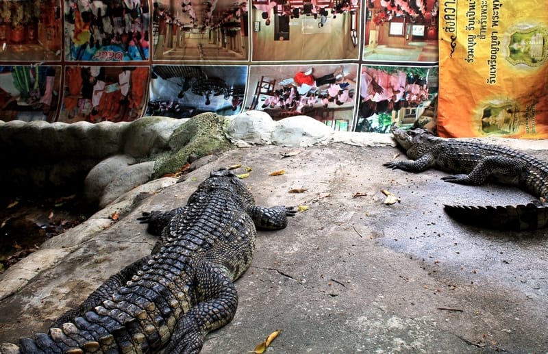 14 Бангкок храм крокодилов