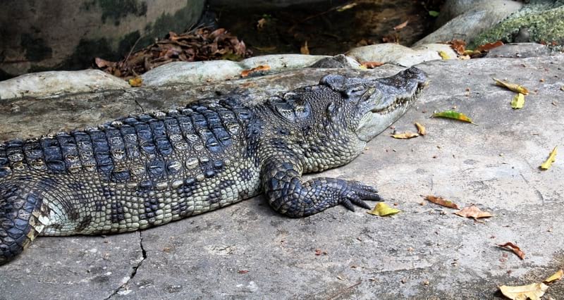 4а крокодилы в Бангкоке