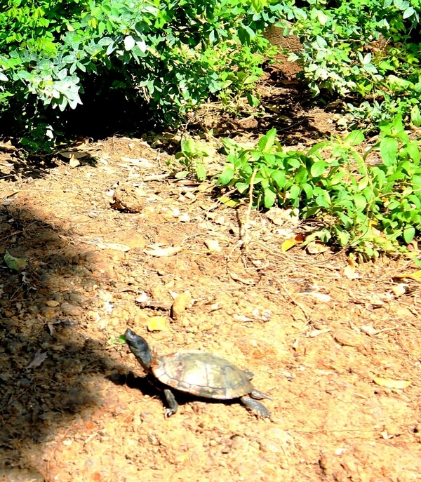 парк Люмпини черепаха