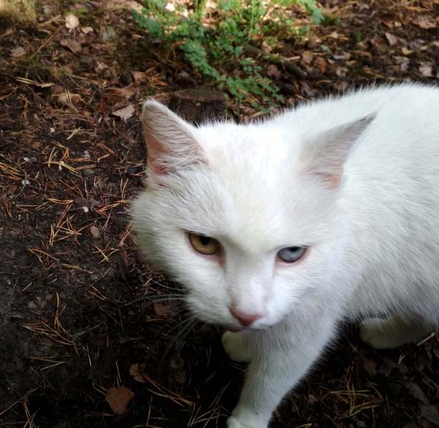 белый кот разные глаза