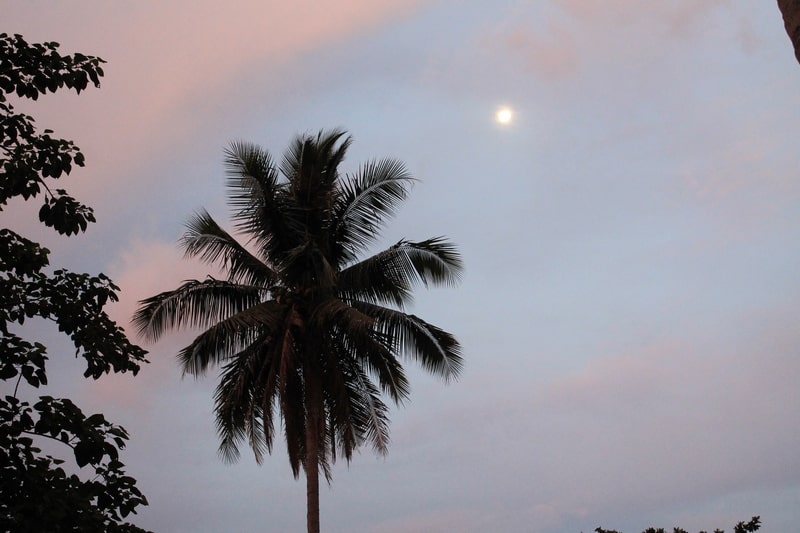 луна и пальма