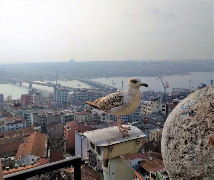 Стамбул вид с Галадской башни