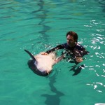 купание с дельфинами в петербурге