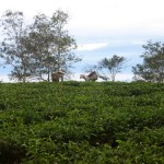 вьетнам кофейные плантации
