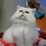 санкт петербург республика кошек породы