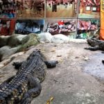 14 Бангкок храм крокодилов